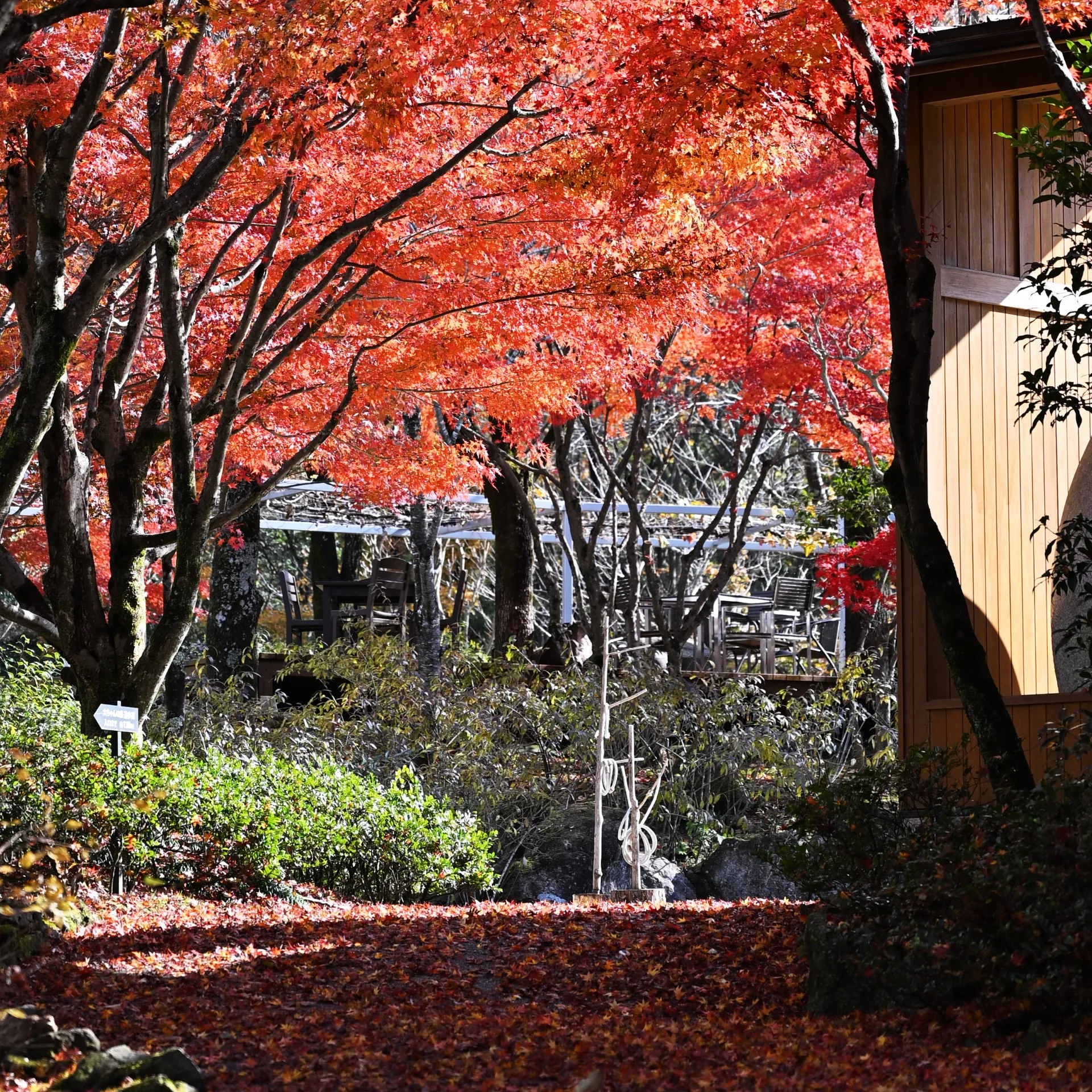 メ~テレ「ドデスカ!」